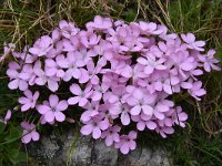 Dianthus microlepis 11, Saxifraga-Harry Jans  Dianthus microlepis