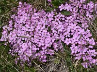 Dianthus microlepis 13, Saxifraga-Harry Jans  Dianthus microlepis