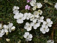 Dianthus microlepis 14, Saxifraga-Harry Jans  Dianthus microlepis