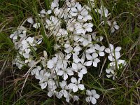 Dianthus microlepis 2, Saxifraga-Harry Jans