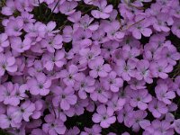 Dianthus microlepis 22, Saxifraga-Harry Jans  Dianthus microlepis