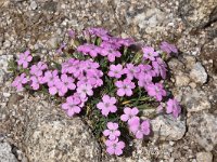 Dianthus microlepis 24, Saxifraga-Harry Jans  Dianthus microlepis