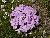 Dianthus microlepis 26, Saxifraga-Harry Jans  Dianthus microlepis