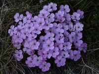 Dianthus microlepis 28, Saxifraga-Harry Jans  Dianthus microlepis