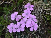 Dianthus microlepis 3, Saxifraga-Harry Jans