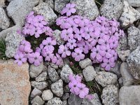 Dianthus microlepis 30, Saxifraga-Harry Jans  Dianthus microlepis