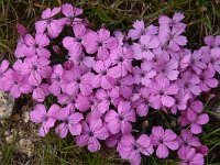 Dianthus microlepis 35, Saxifraga-Harry Jans  Dianthus microlepis