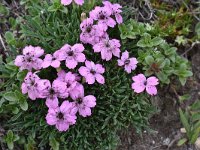 Dianthus microlepis 4, Saxifraga-Harry Jans