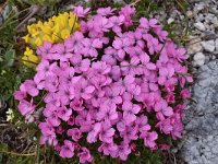 Dianthus microlepis 48, Saxifraga-Harry Jans  Dianthus microlepis