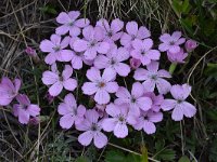 Dianthus microlepis 49, Saxifraga-Harry Jans  Dianthus microlepis