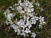 Dianthus microlepis 8, Saxifraga-Harry Jans  Dianthus microlepis