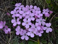 Dianthus microlepis 9, Saxifraga-Harry Jans  Dianthus microlepis