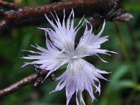 Dianthus monspessulanus