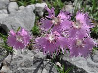 Dianthus monspessulanus ssp sternbergii 2, Saxifraga-Harry Jans