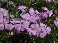 Dianthus monspessulanus ssp sternbergii 3, Saxifraga-Harry Jans