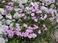 Dianthus monspessulanus ssp sternbergii 4, Saxifraga-Harry Jans