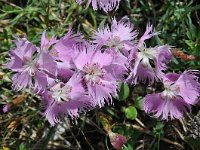 Dianthus monspessulanus ssp sternbergii 5, Saxifraga-Harry Jans