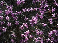 Dianthus orientalis 3, Saxifraga-Ed Stikvoort