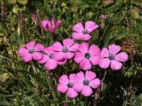 Dianthus pavonius 10, Saxifraga-Harry Jans