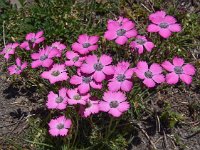 Dianthus pavonius 2, Saxifraga-Harry Jans