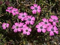 Dianthus pavonius 4, Saxifraga-Harry Jans