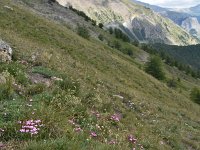 Dianthus pavonius 6, Saxifraga-Harry Jans