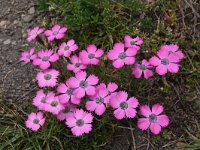 Dianthus pavonius 7, Saxifraga-Harry Jans