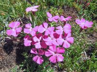 Dianthus pavonius 9, Saxifraga-Harry Jans