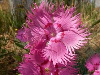 Dianthus plumarius 2, Saxifraga-Ed Stikvoort