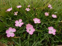 Dianthus raddeanus 2, Saxifraga-Ed Stikvoort