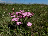 Dianthus raddeanus 3, Saxifraga-Ed Stikvoort