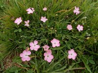 Dianthus raddeanus 7, Saxifraga-Ed Stikvoort