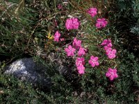 Dianthus seguieri 2, Saxifraga-Piet Zomerdijk