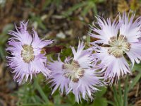 Dianthus sternbergii