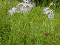 Dianthus superbus 12, Prachtanjer, Saxifraga-Ed Stikvoort