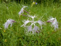 Dianthus superbus 15, Prachtanjer, Saxifraga-Ed Stikvoort