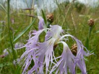 Dianthus superbus 19, Prachtanjer, Saxifraga-Ed Stikvoort