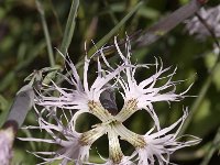 Dianthus superbus 2, Saxifraga-Jan van der Straaten