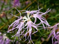 Dianthus superbus 20, Prachtanjer, Saxifraga-Bart Vastenhouw