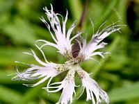 Dianthus superbus 23, Saxifraga-Sonja Bouwman  Prachtanjer - Dianthus superbus - Caryophyllaceae familie; Tschlin (Zw)