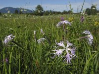 Dianthus superbus 4, Saxifraga-Rob Felix : Plantae, Plants, planten