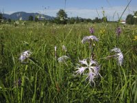 Dianthus superbus 5, Saxifraga-Rob Felix : Plantae, Plants, planten