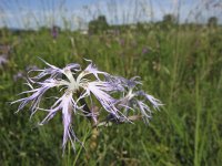 Dianthus superbus 6, Saxifraga-Rob Felix : Plantae, Plants, planten