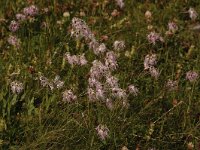 Dianthus superbus 9, Prachtanjer, Saxifraga-Bas Klaver