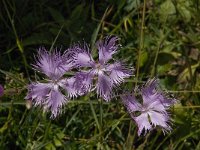 Dianthus superbus ssp superbus 8, Prachtanjer, Saxifraga-Willem van Kruijsbergen