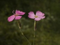 Dianthus sylvestris 2, Saxifraga-Jan van der Straaten