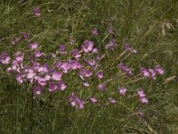 Dianthus sylvestris 4, Saxifraga-Jan van der Straaten