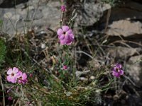 Dianthus sylvestris ssp sylvestris 10, Saxifraga-Willem van Kruijsbergen