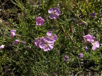 Dianthus sylvestris ssp sylvestris 13, Saxifraga-Willem van Kruijsbergen