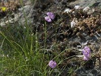 Dianthus sylvestris ssp sylvestris 14, Saxifraga-Willem van Kruijsbergen